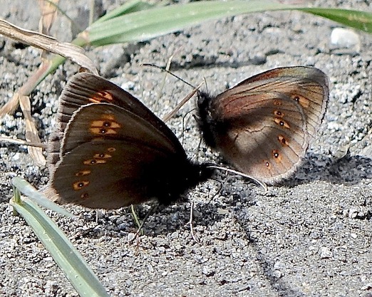almond-eyed ringlet